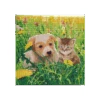 OZ - Loisirs Créatifs - Crystal Art - Kit Tableau Broderie Diamant 30x30cm - Chat & Chien Pré